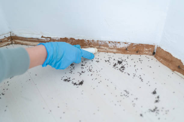 Best Wasp Removal Services  in Waterville, MN